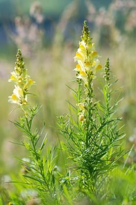 Льнянка обыкновенная (Linaria vulgaris)