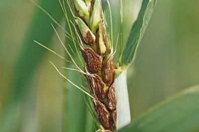 Пыльная головня пшеницы (Ustilago tritici)