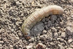 Озимая совка (Agrotis (Scotia) segetum)