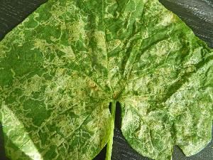 Пасленовый минер (Liriomyza bryoniae)