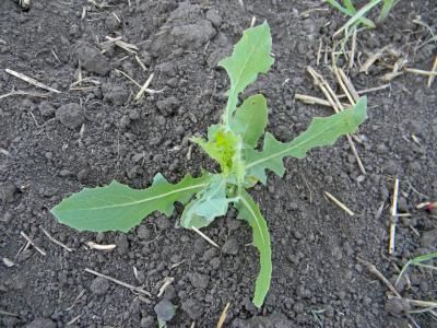 Латук дикий, компасный (Lactuca serriola)