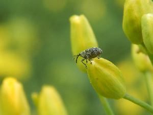 Семенной рапсовый скрытнохоботник (Ceutorhynchus obstrictus)