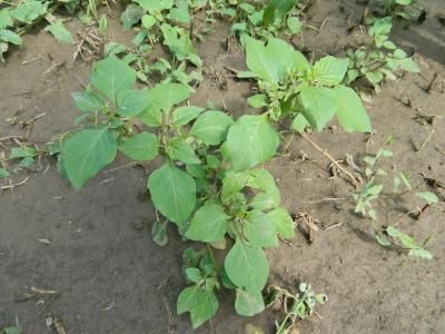 Паслен черный  (Solanum nigrum)