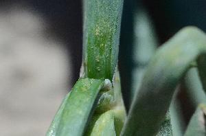 Табачный (луковый) трипс (Thrips tabaci)