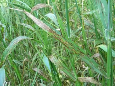 Пятнистости ячменя (Drechslera teres - сетчатая, D. graminea - полосатая )