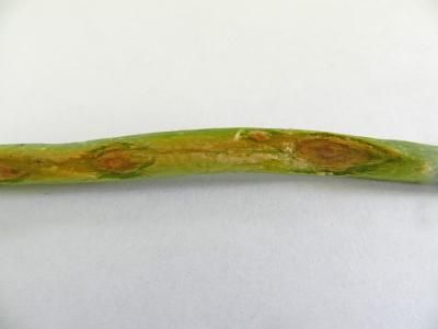 Пероноспороз лука (Peronospora destructor)