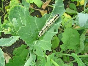 Капустная белянка, капустница (Pieris brassicae)