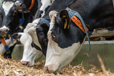 Татарстан впервые произвел свыше 2 млн 370 тыс. тонн молока