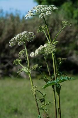 Болиголов пятнистый, омег (Conium maculatum)