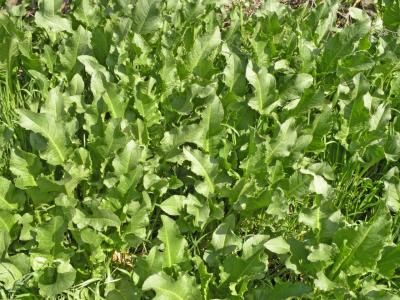 Щавель конский  (Rumex confertus)