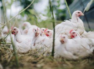 В США зафиксирован первый в мире случай заражения человека гриппом птиц H5N5