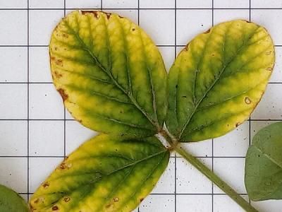 Ржавчина сои (Uromyces sojae Syd.)