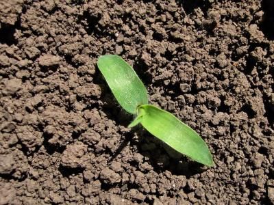 Просо (волосовидное, верхоцветное) (Panicum capillare, P. dichotomiflorum)