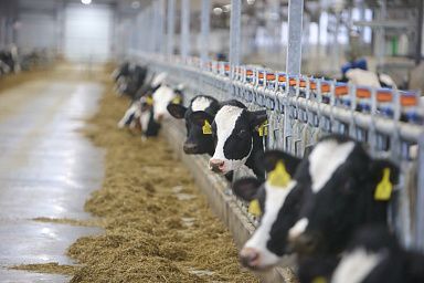 Томская область направила на господдержку сельхозтоваропроизводителей в 2025 году более 1,8 миллиарда рублей