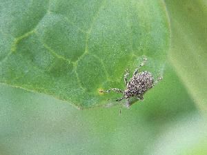 Стеблевой капустный скрытнохоботник (Ceuthorhynchus quadridens)