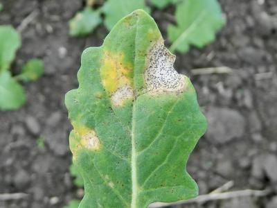 Фомоз рапса (Phoma lingam)