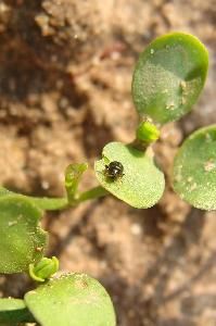 Льняные блошки (Aphthona euphorbiae - синяя , A. flaviceps - коричневая , Longitarsus parvulus - черная )