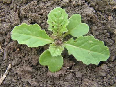 Горчица полевая  (Sinapis arvensis)