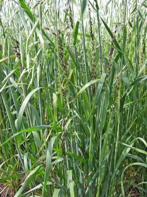 Пыльная головня овса (Ustilago avenae)