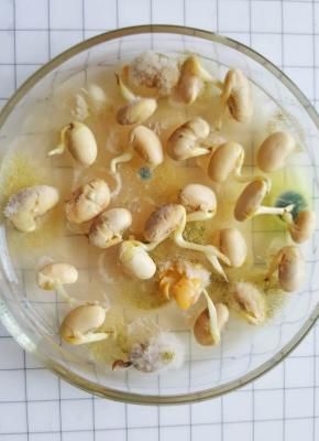 Угловатая пятнистость (бактериальный ожог) сои (Pseudomonas syringae pv. glycinea (Coerper) Young et al.)