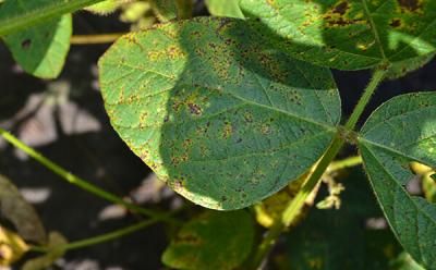 Септориоз или ржавая пятнистость сои (Septoria glycines Hemmi)