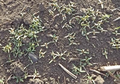 Щирица (синеватая, запрокинутая, жминдовидная) (Amaranthus lividus, A. Retroflexus, A. Blitoides)
