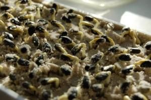 Проверяем семена к весеннему севу Проверяем семена к весеннему севу