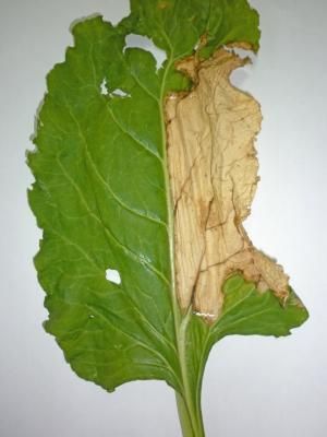 Вертициллезное увядание свеклы (Verticillum dahlia Kleb.)