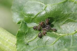 Свекловичная листовая тля (Aphis fabae)