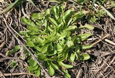 Одуванчик лекарственный  (Taraxacum officinale)