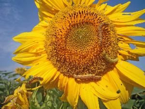 Луговой мотылек (Pyrausta (Loxostege) sticticalis)