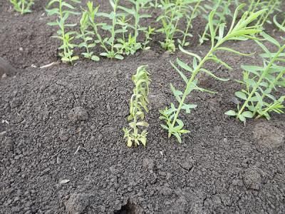 Фузариоз льна (чаще всего возбудителем является Fusarium oxysporum Schl. f. Lini Bilai) (Fusarium lini Bolley)