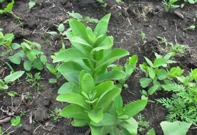 Ваточник сирийский (Asclepias syriaca)