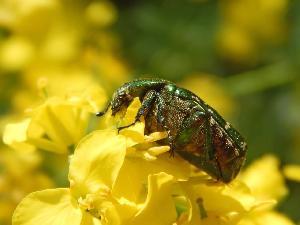 Оленка мохнатая (Epicometis hirta)