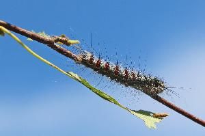 Непарный шелкопряд (Lymantria dispar )