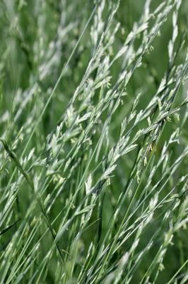 Плевел многолетний (райграс пастбищный)  (Lolium perenne)