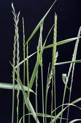 Пырей ползучий  (Agropyron repens)