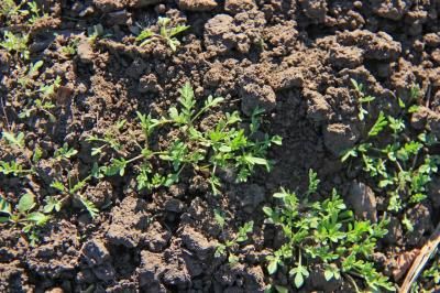 Дескурайния Софии  (Descurainia sophia)