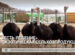 Программа «Есть решение». Экзотическая сельхозпродукция