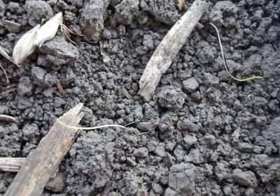 Повилика полевая (Cuscuta campestris)