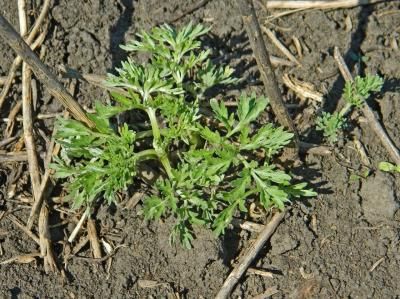 Полынь обыкновенная  (Аrtemisia vulgaris)