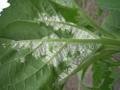 Ложная мучнистая роса подсолнечника (Plasmopara halstedii (Farl.) Berl. et de Toni.)