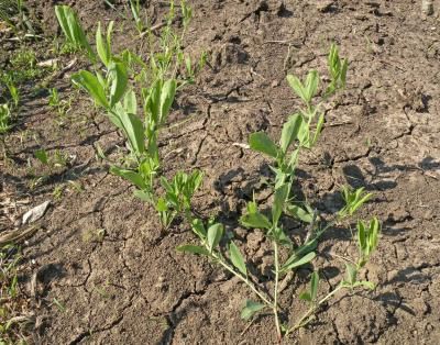 Чина клубневая (Lathyrus tuberosus)