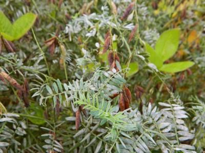 Горошек мышиный  (Vicia cracca)