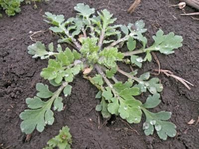 Мак-самосейка (Papaver rhoeas)