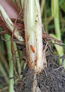 Пшеничная муха (Phorbia fumigata)