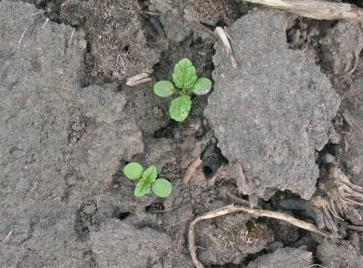 Чистец однолетний  (Stachys annua)