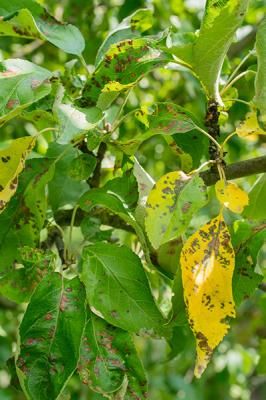Бурая пятнистость листьев яблони (филлостиктоз) (Phyllosticta mali Prill. & Delacr.)