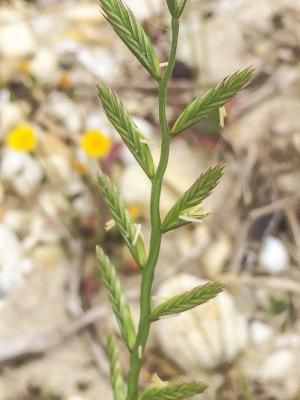 Плевел многоцветный  (Lolium multiflorum)