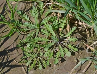 Пастушья сумка обыкновенная  (Capsella bursa-pastoris)
